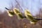 Closeup of a flowering twig of willow.