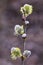 Closeup of a flowering twig of willow. Willow Branch with Catkins.