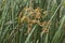 Closeup flowering Typha cattail plants