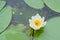 Closeup of a flowering water lily - Nymphaeaceae