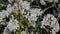 Closeup of flowering white rhododendron with bumblebee flies.