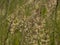 Closeup of flowering wild yorkshire fog grass - Holcus lanatus