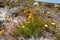 Closeup of flowering yellow daisies or fynbos growing on Table Mountain National Park, Cape of Good Hope, South Africa