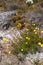 Closeup of flowering yellow daisies growing on a brown desert landscape in a national park in South Africa. A bush of