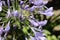 Closeup of the flowers of Agapanthus