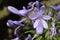 Closeup of the flowers of Agapanthus