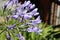 Closeup of the flowers of Agapanthus