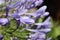 Closeup of the flowers of Agapanthus