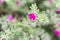 Closeup of flowers on a Blossom Purple Sage, Texas Ranger, Silverleaf or Ash plant  Leucophyllum frutescens, an evergreen shrub