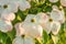 Closeup flowers of Cornus kousa variety Stellar Pink