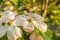 Closeup flowers of Cornus kousa variety Stellar Pink