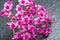 Closeup of flowers of decorative Spiraea bush