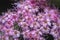 Closeup of flowers of decorative Spiraea bush