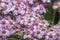 Closeup of flowers of decorative Spiraea bush