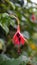 Closeup of flowers of Fuchsia magellanica also known as Hummingbird Fuchsia, Dollar Princess etc