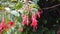 Closeup of flowers of Fuchsia magellanica also known as Hummingbird Fuchsia, Dollar Princess etc