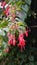 Closeup of flowers of Fuchsia magellanica also known as Hummingbird Fuchsia, Dollar Princess etc