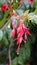 Closeup of flowers of Fuchsia magellanica also known as Hummingbird Fuchsia, Dollar Princess etc