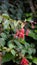 Closeup of flowers of Fuchsia magellanica also known as Hummingbird Fuchsia, Dollar Princess etc