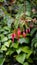 Closeup of flowers of Fuchsia magellanica also known as Hummingbird Fuchsia, Dollar Princess etc