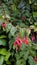 Closeup of flowers of Fuchsia magellanica also known as Hummingbird Fuchsia, Dollar Princess etc