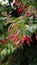 Closeup of flowers of Fuchsia magellanica also known as Hummingbird Fuchsia, Dollar Princess etc