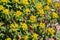 Closeup of flowers of greater cushion spurge, Euphorbia epithymoides