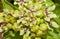 Closeup of flowers of Green Antelopehorn milkweed