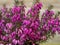 Closeup of the flowers of heather Erica carnea Challenger