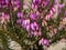 Closeup of the flowers of heather Erica carnea Winter Sun