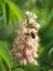 Closeup of flowers of Japanese Horse Chestnut and a hovering Carpenter Bee