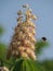 Closeup of flowers of Japanese Horse Chestnut and a hovering Carpenter Bee