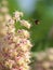 Closeup of flowers of Japanese Horse Chestnut and a hovering Carpenter Bee