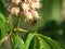Closeup of flowers of Japanese Horse Chestnut and a hovering Carpenter Bee