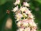 Closeup of flowers of Japanese Horse Chestnut and a hovering Carpenter Bee