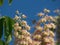 Closeup of flowers of Japanese Horse Chestnut and a hovering Carpenter Bee