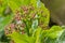 closeup of the flowers of a japanese laurel plant