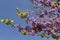 Closeup flowers of judas tree