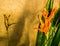 Closeup of the flowers of a parrot`s beak plant, popular tropical cultivated plant specie from America