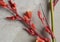 Closeup of the flowers of the Red Yucca, Hesperaloe parviflora