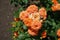 Closeup of flowers of rose in shades of orange