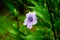 Closeup flowers of Ruellia simplex, Mexican petunia