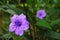 Closeup flowers of Ruellia simplex, Mexican petunia