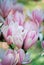 Closeup of flowers. Scanned film image of magnolia flower on a blurred background.Shallow depth of field.