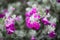 Closeup of flowers on a Texas silverleaf sage bush