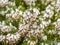 Closeup of the flowers of white heather, Erica x Veitchii Exeter