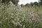Closeup on a fluffy aggregation of rabbit or hare\\\'s-foot clover, Trifolium arvens in the field