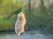 Closeup of a fluffy cattail reed flower