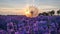 Closeup fluffy dandelion against vibrant sunset in the purple lavender field