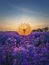 Closeup fluffy dandelion against vibrant sunset in the purple lavender field. Beautiful summer landscape, fragrant lavandula